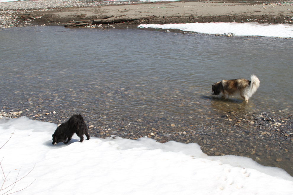 Murray's dogs in the Pine River