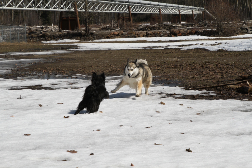 Murray's dogs Bella and Tucker playing at the Pine River