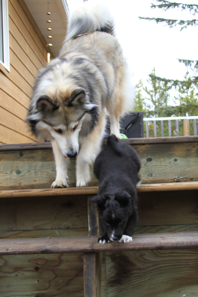 Bella teaches her new puppy to go down stairs