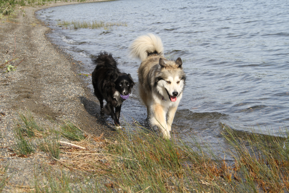 Dogs on the beach of Teslin Lake, Yukon