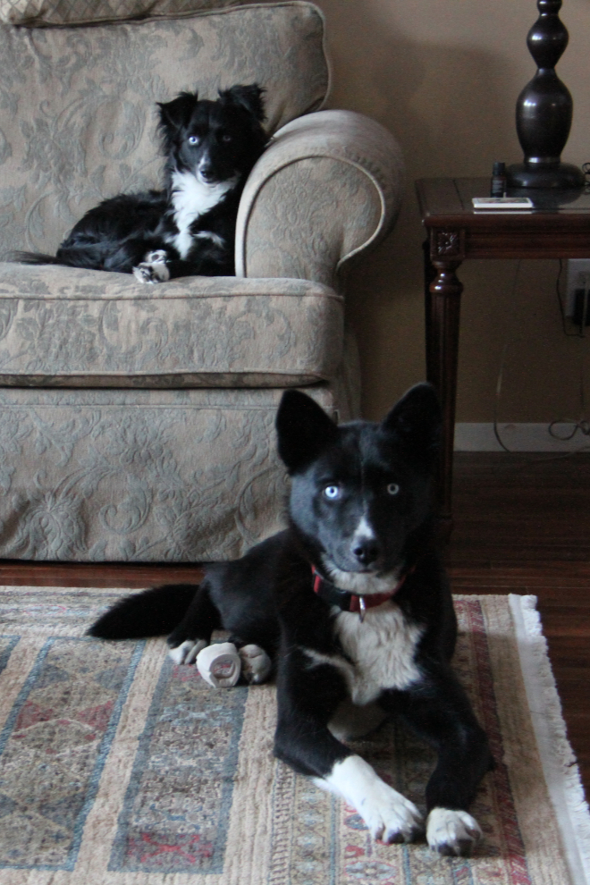 Rescued dogs Tucker and Elderberry