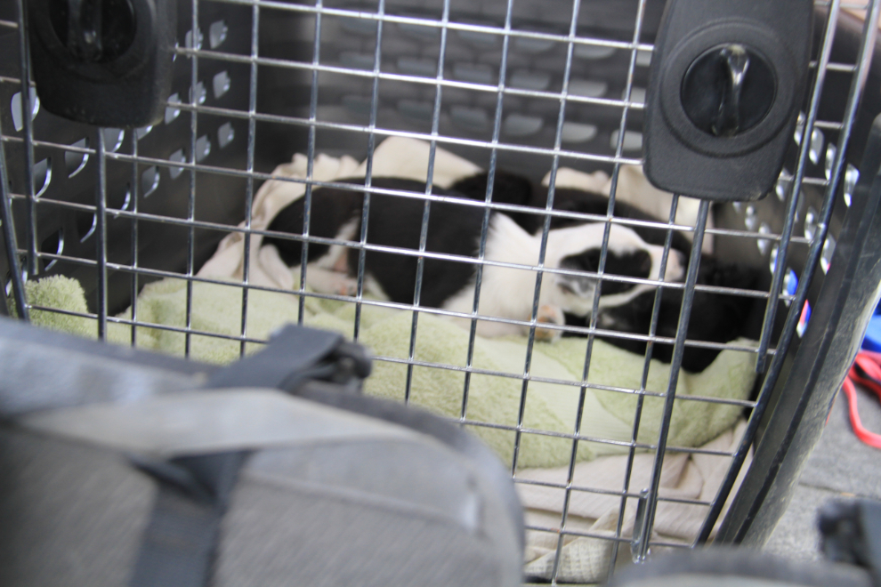Puppies on their way to new homes in the Yukon