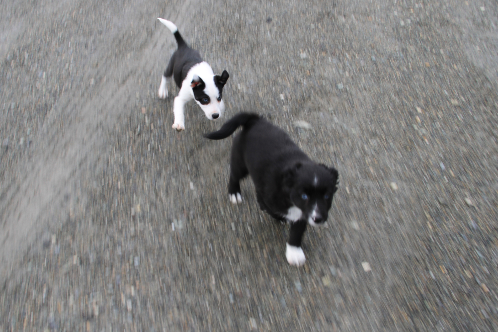8-week-old puppies running