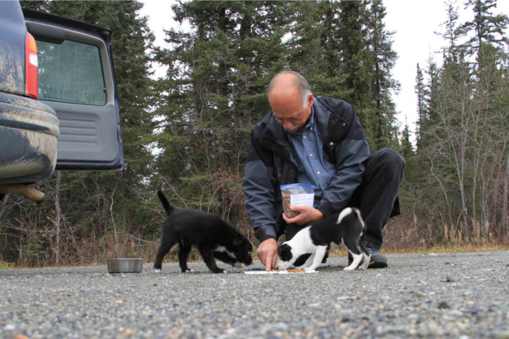 Puppies being fed on their way to new homes in the Yukon