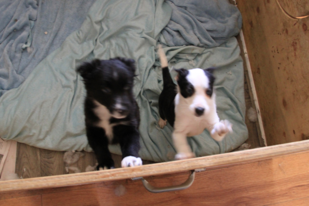 Puppies ready for adoption at the YARN shelter in Watson Lake, Yukon