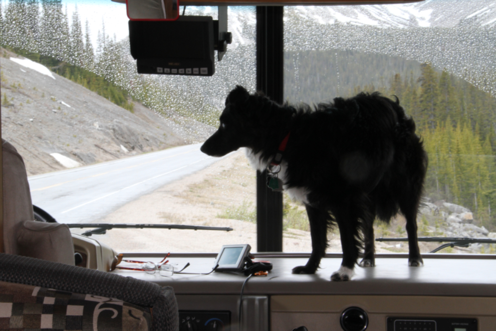 Our little dog Tucker on the dash of the RV