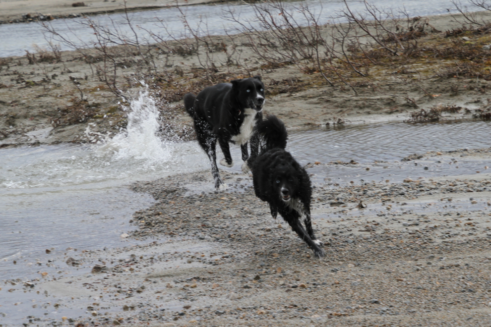 Dogs playing at Summit Lake on the South Klondike Highway, BC
