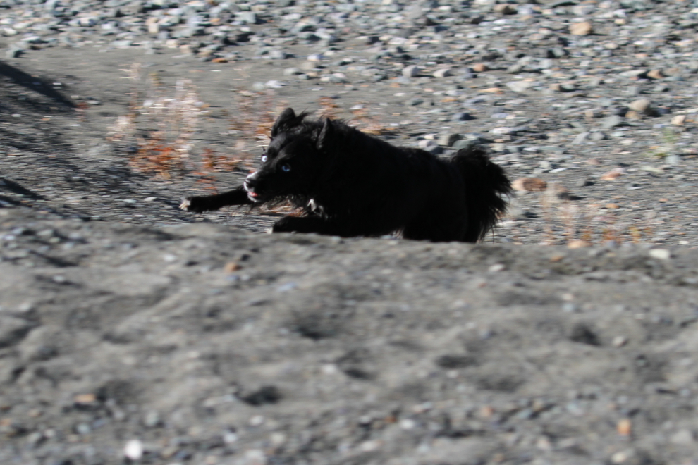 My little dog Tucker playing on the beach at Kluane Lake, Yukon