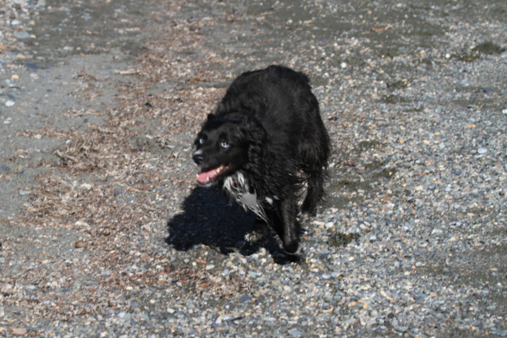 My little dog Tucker playing on the beach at Kluane Lake, Yukon