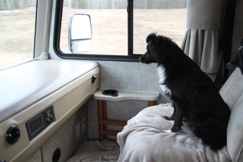 My little dog Tucker in the passenger seat of the RV