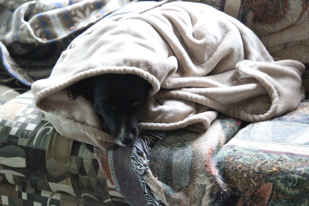 My little dog Tucker wrapped in a fleece blanket