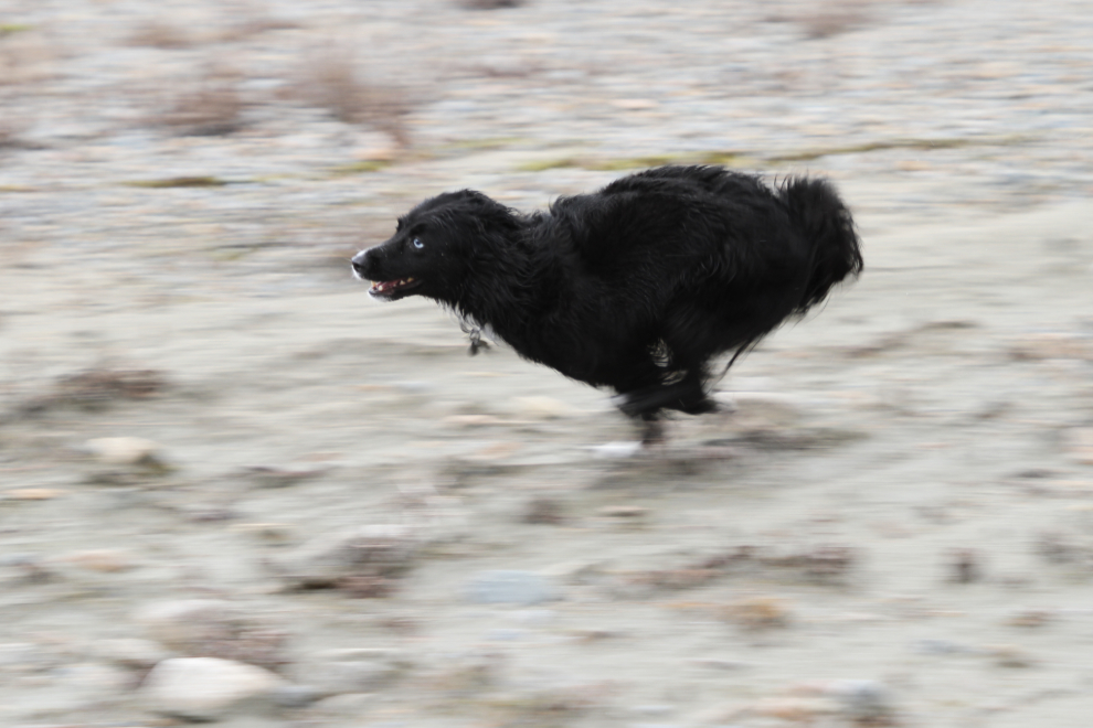 My dog Tucker running at Summit Lake on the South Klondike Highway, BC