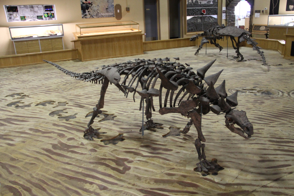 Anklyosaur at the Dinosaur Discovery Gallery, Tumbler Ridge, BC