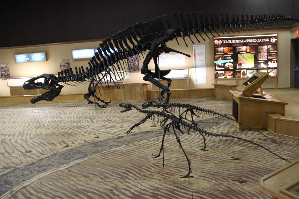 Theropods at the Dinosaur Discovery Gallery, Tumbler Ridge, BC