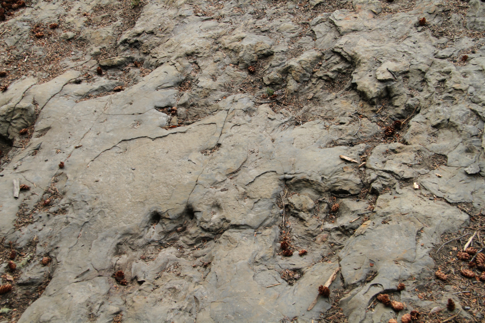 Dinosaur trackway near Tumbler Ridge, BC