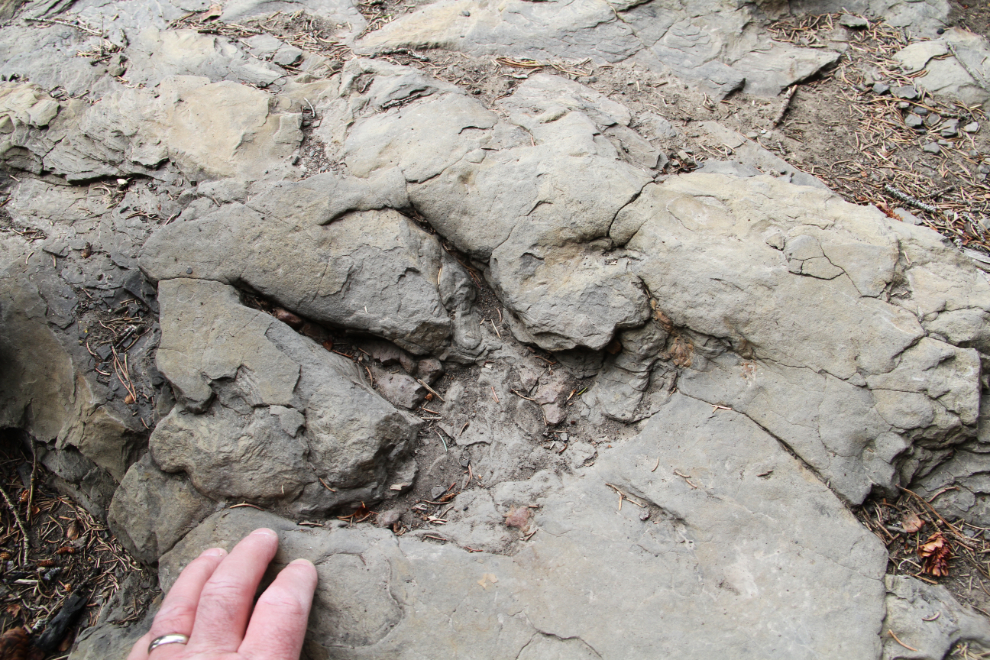Theropod dinosaur print near Tumbler Ridge, BC
