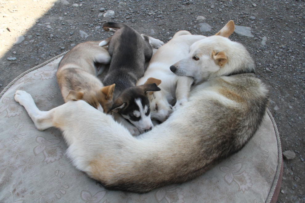 Husky puppies at Tutshi Sled Dog Tours