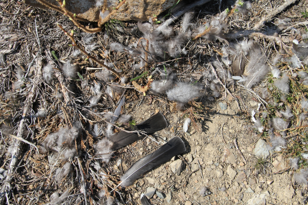 A bird kill at the historic Venus Silver Mine, Yukon
