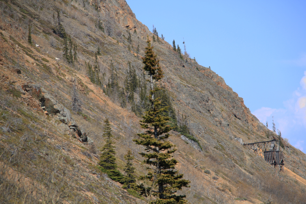 Dall sheep at the historic Venus Silver Mine, Yukon