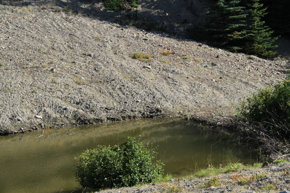 Beaver dam along the South Klondike Highway