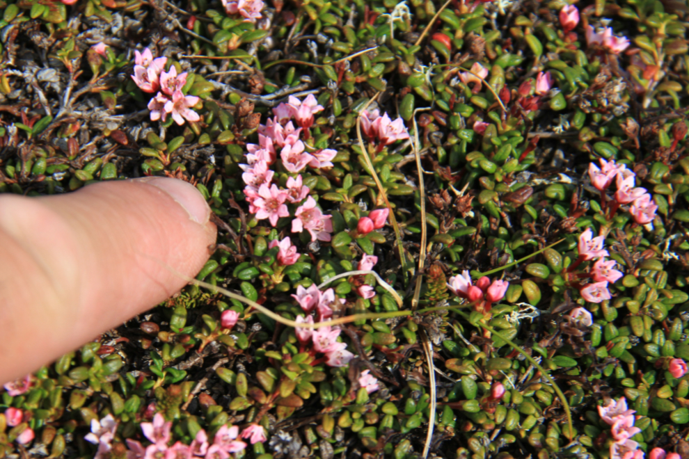 Tiny flowers in the White Pass on the BC/Alaska border