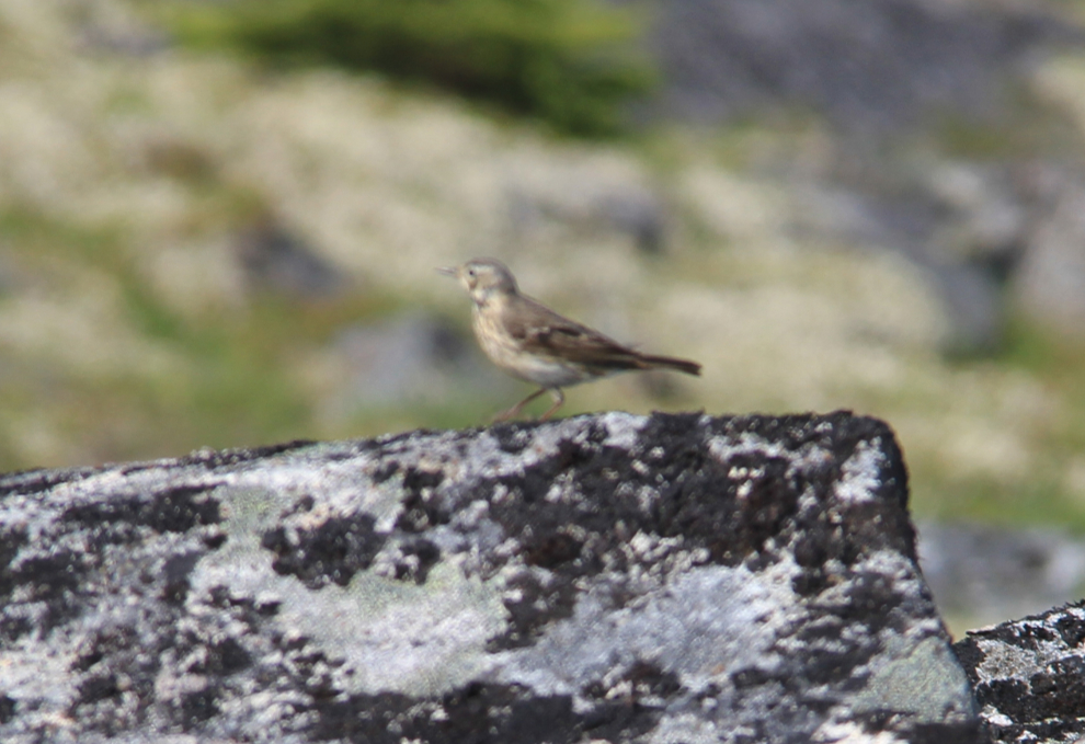 American pipit (Anthus rubescens)