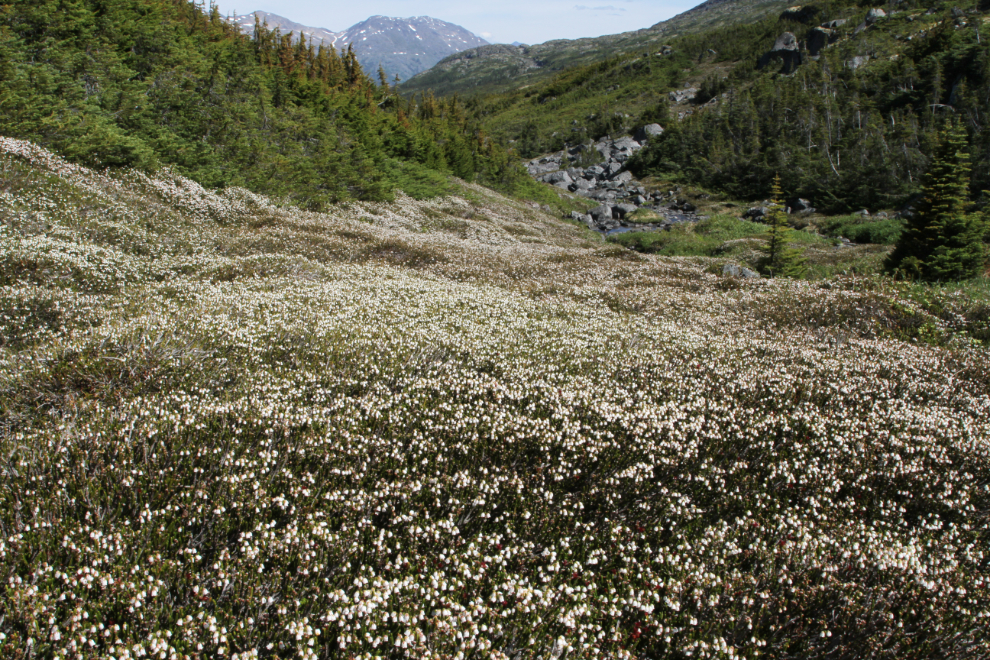 A slope of white heather in the White Pass