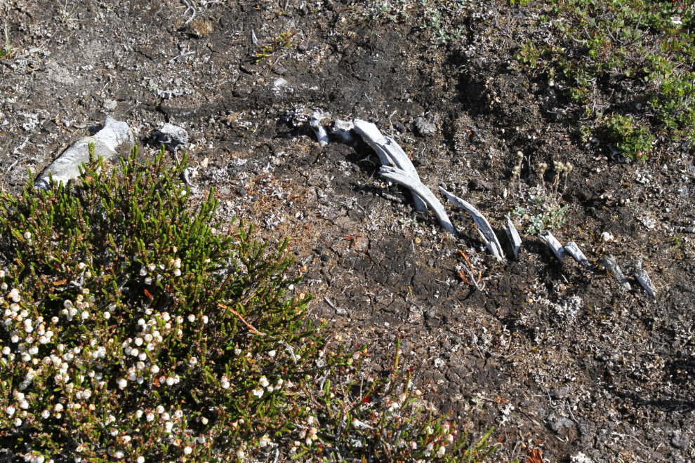 A century-old moose or horse skeleton site in the White Pass