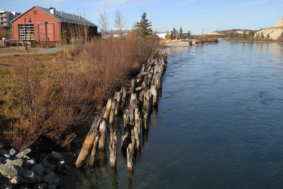 Historic dock pilings along the Yukon River in downtown Whitehorse