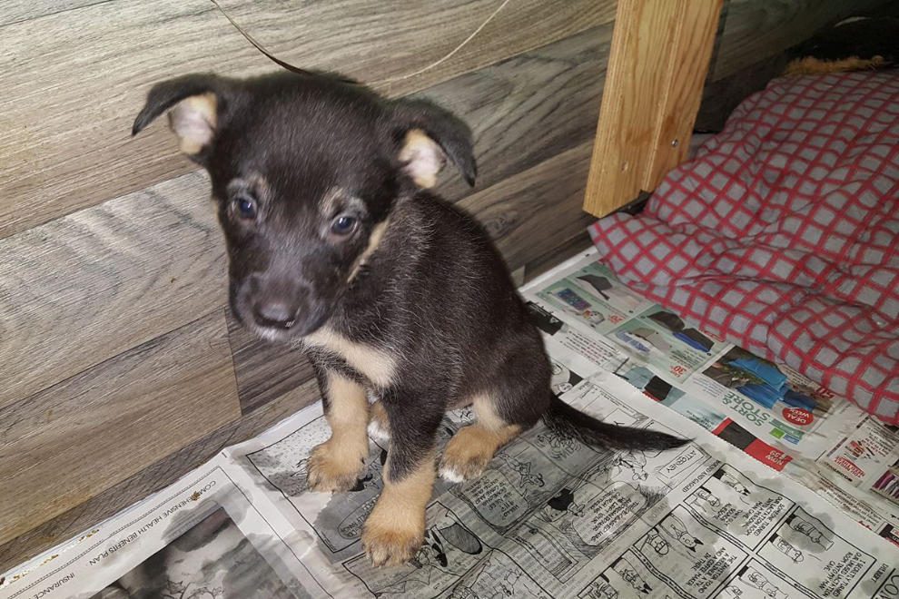 Rescue puppy at the YARN shelter in Watson Lake, Yukon