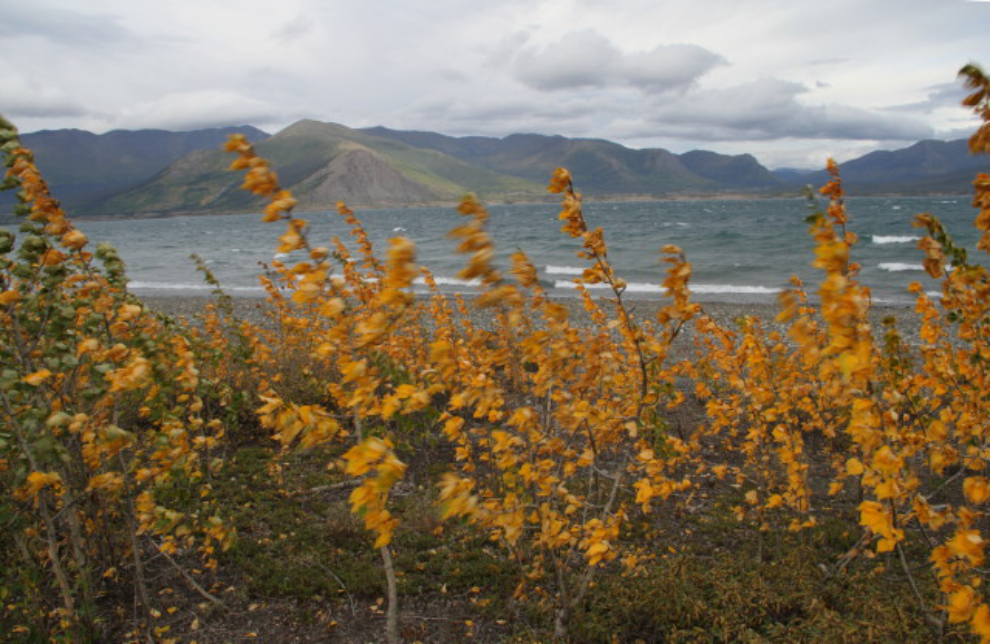 Wind-whipped Fall leaves along Kluane Lake