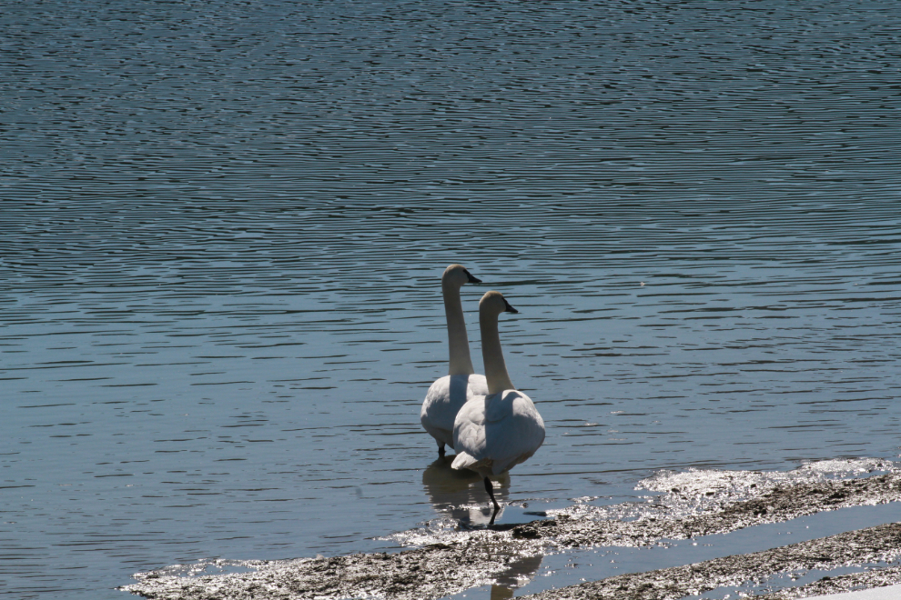 Trumpeter swans at Carcross, Yukon 