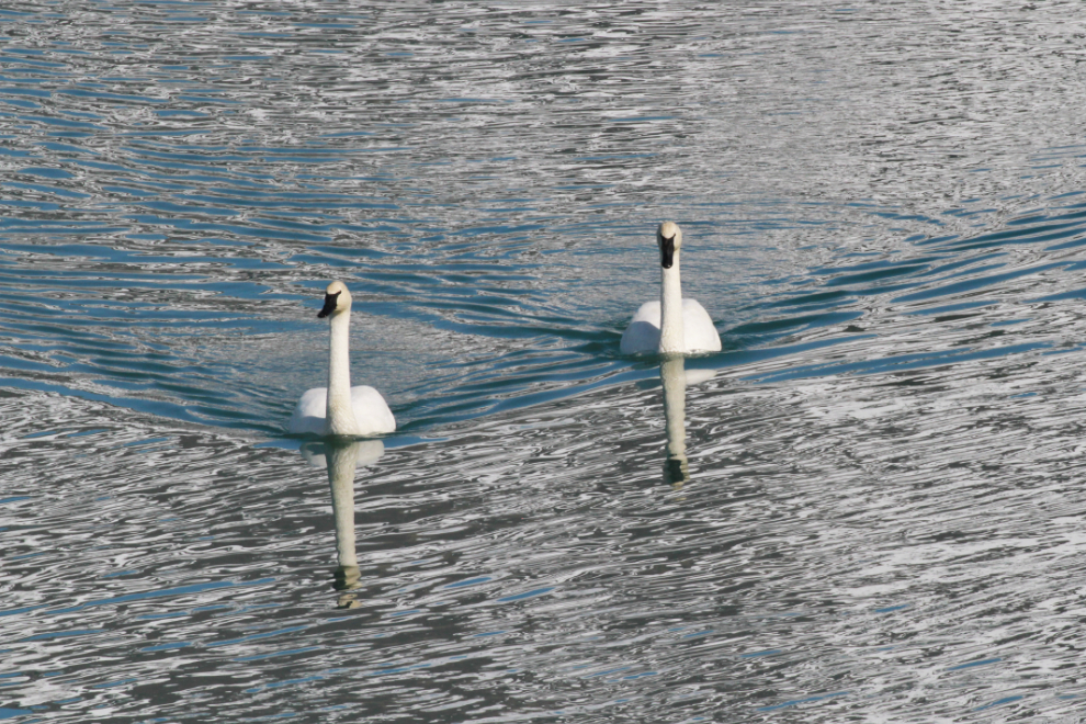 Trumpeter swans at Carcross, Yukon