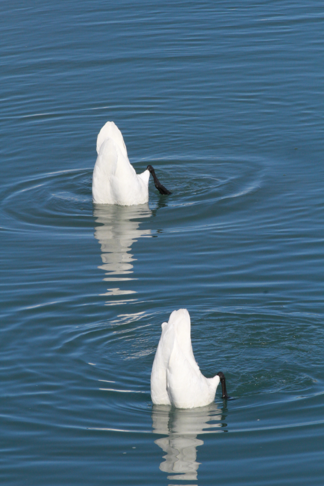 Trumpeter swans at Carcross, Yukon