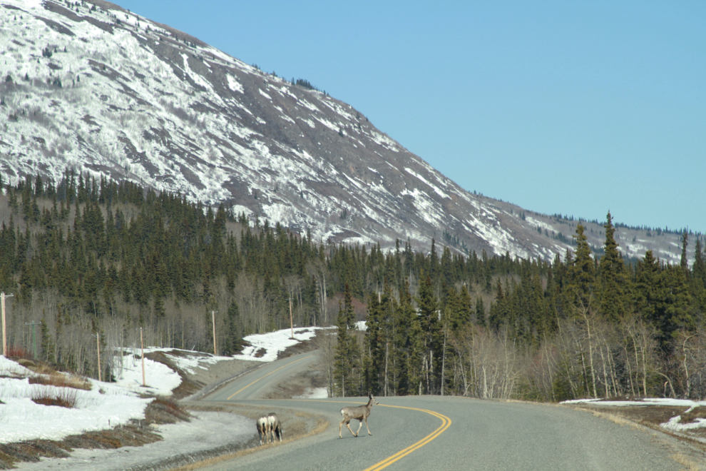 Mule deer on the Tagish Road, Yukon