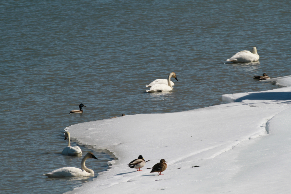 Swans at the Tagish Bridge, Yukon