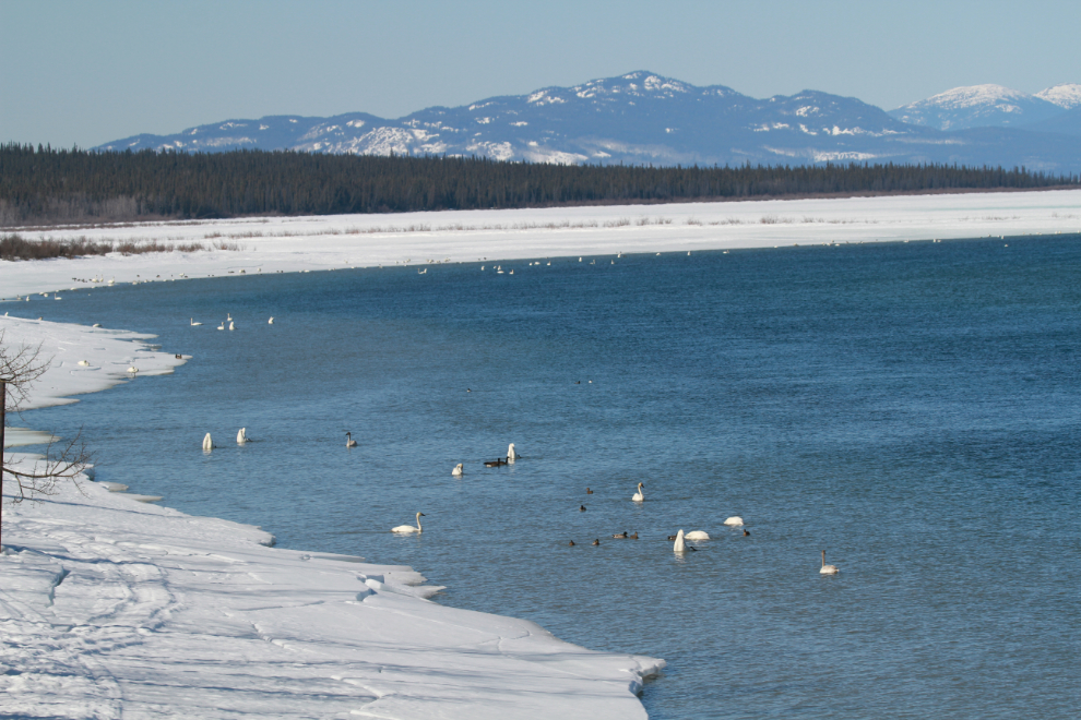 Swans at the Tagish Bridge, Yukon