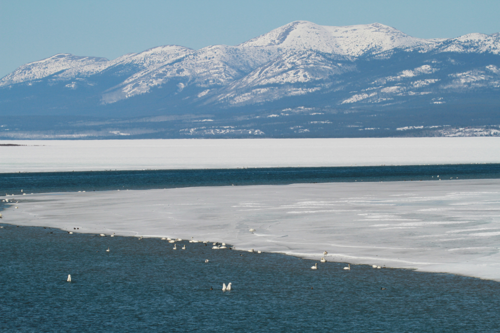 The view north from the Tagish Bridge in April, with hundreds of migrating swans.