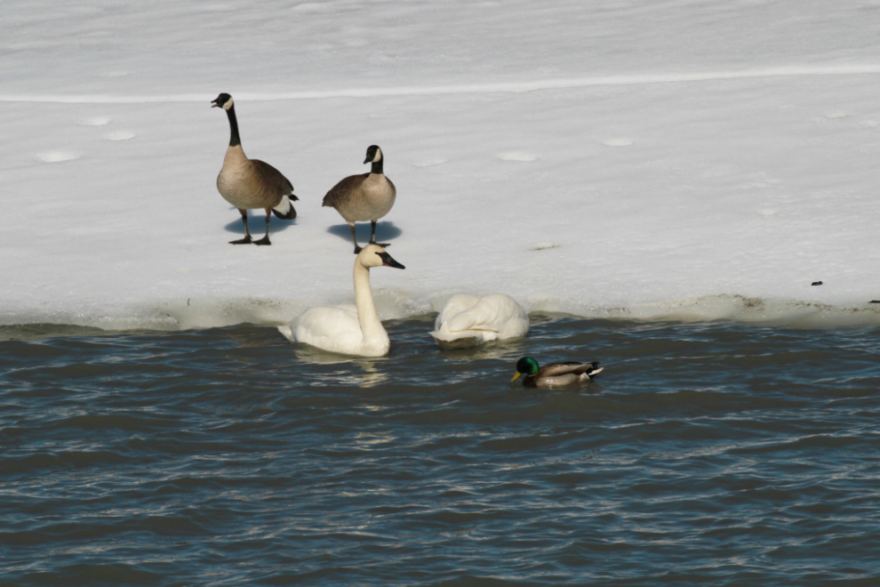 Canada geese, Trumpeter swans, and a mallard at Tagish, Yukon