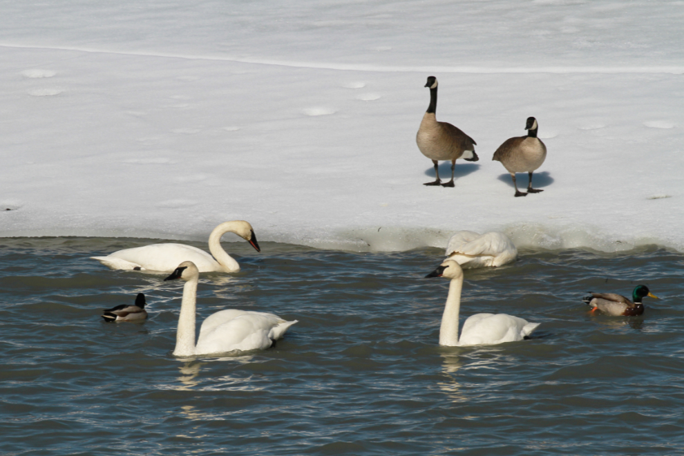 Canada geese, Trumpeter swans, and mallards at Tagish, Yukon