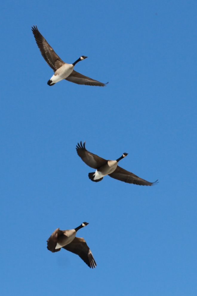 Canada geese in flight at the Tagish Bridge, Yukon