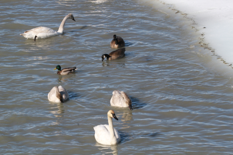 Swans and Canada geese at the Tagish Bridge, Yukon