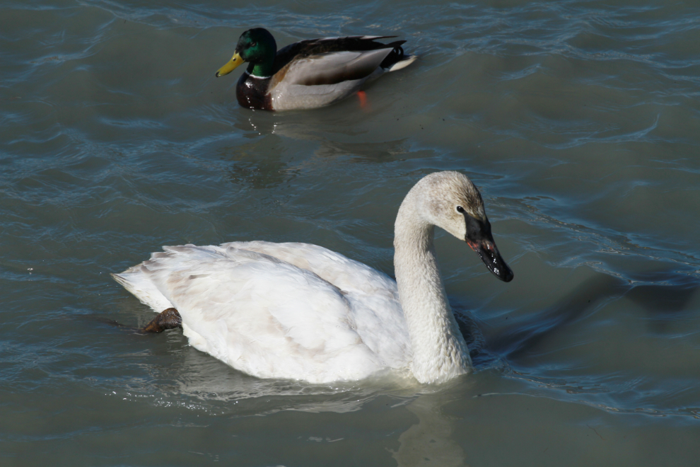 Swan and mallard at the Tagish Bridge, Yukon