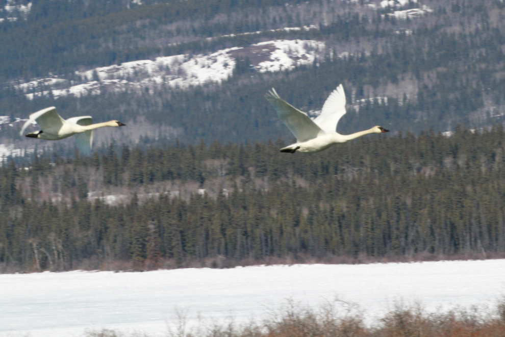 Swans in flight at the Tagish Bridge, Yukon