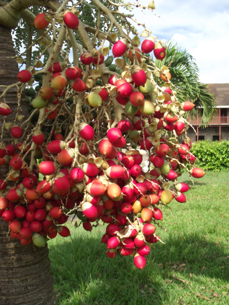 Christmas Tree, St. Lucia