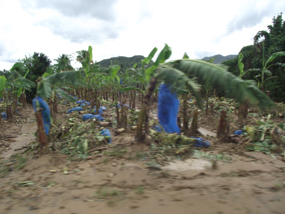 Hurricane-damaged banana plantation, St. Lucia