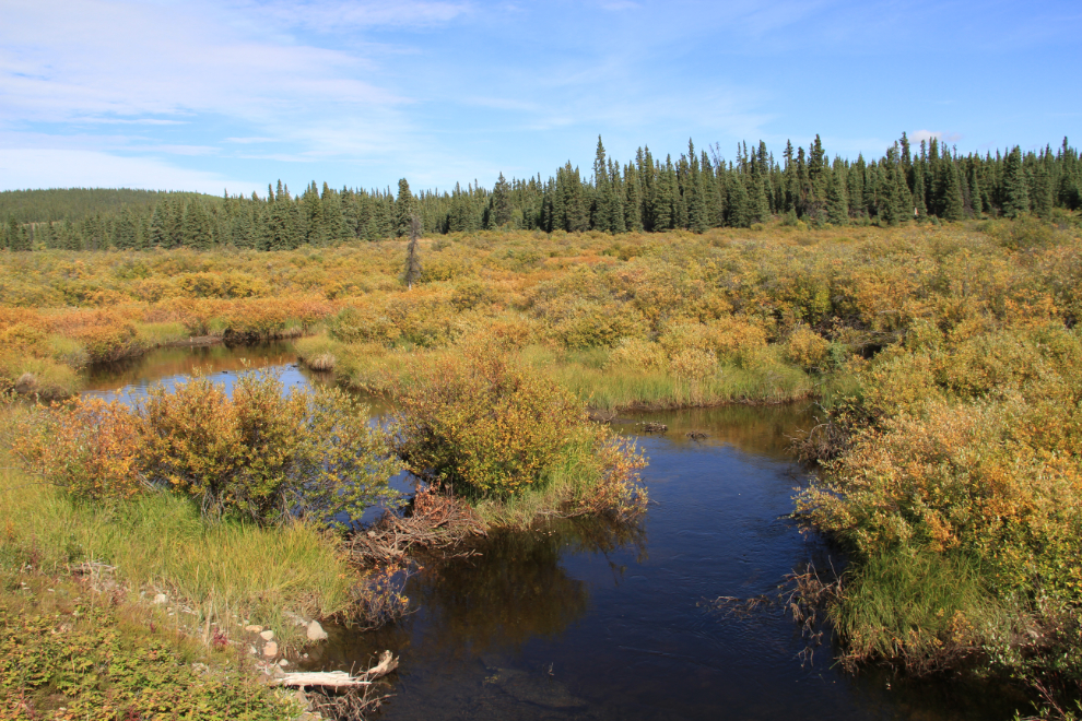 Fall colours along the Aishihik Road