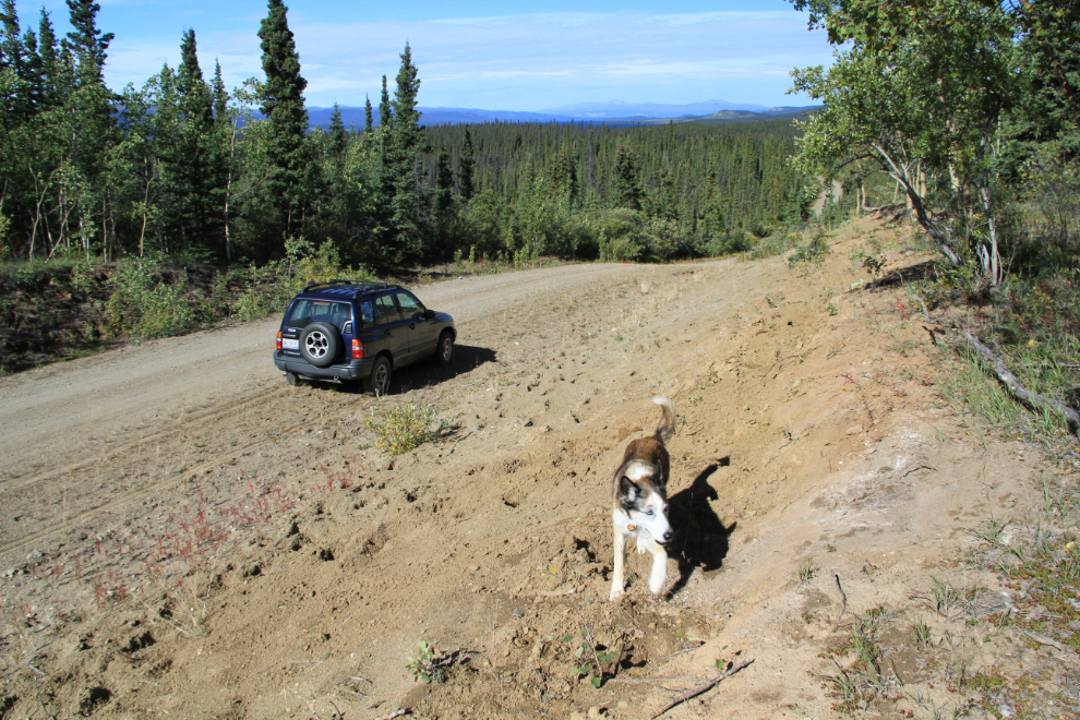 Bison tracks along the Aishihik Road, Yukon