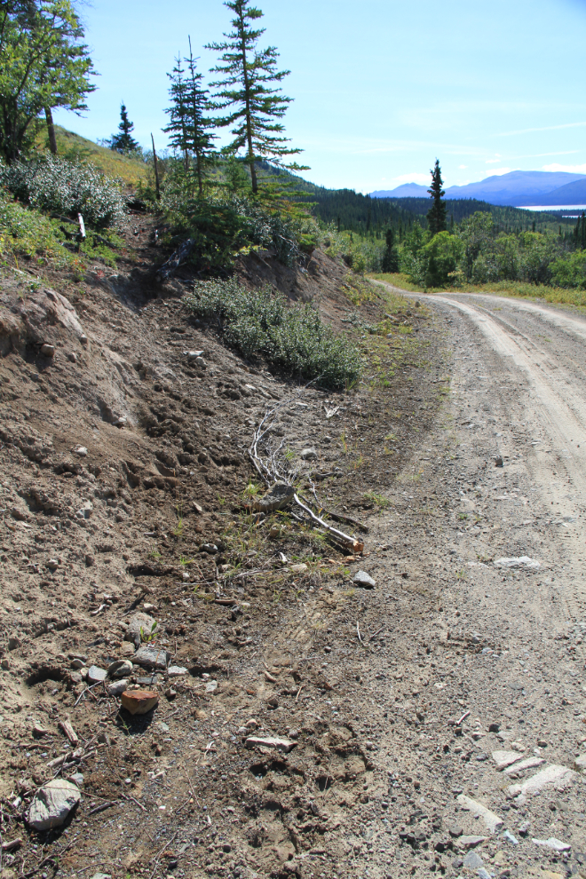 Bison tracks along the Aishihik Road, Yukon