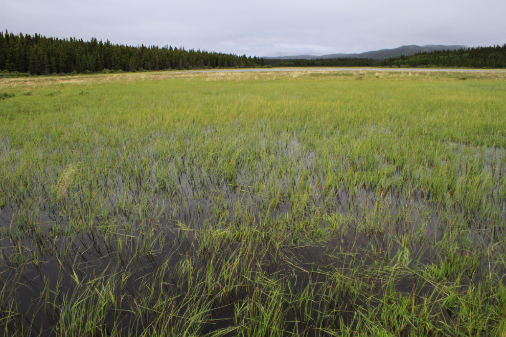 Marsh along the Aishihik Road, Yukon